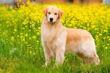 形影不离打一生肖(形影不离打一生肖最佳回答)