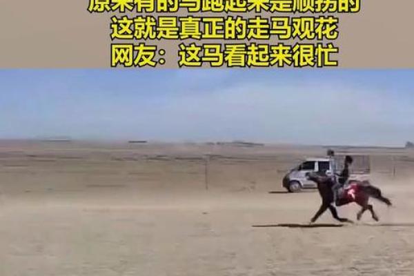 走马观花打一个生肖(走马观花打一个生肖马吗)