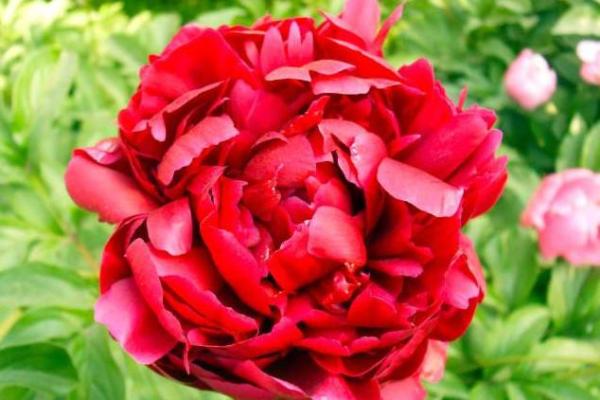 大家闺秀是什么生肖(大家闺秀是什么生肖正确答案) 大家闺秀是什么生肖(大家闺秀是什么生肖正确答案)