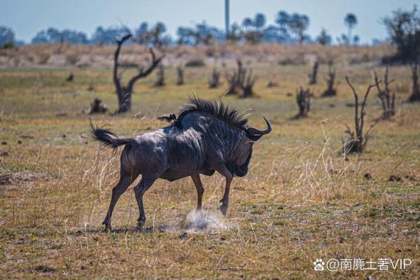 三五成群打一生肖(三五成群打一生肖最佳答案数字) 三五成群打一生肖(三五成群打一生肖最佳答案数字)
