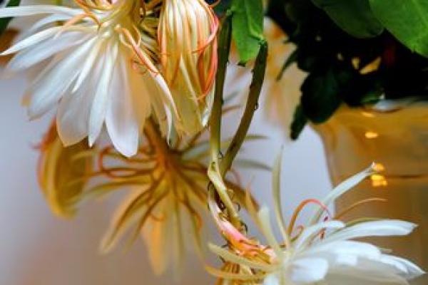 昙花一现是什么生肖(欲钱买昙花一现是什么生肖)