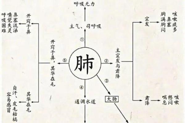 如见肺肝打一生肖(如见肺肝打一动物)