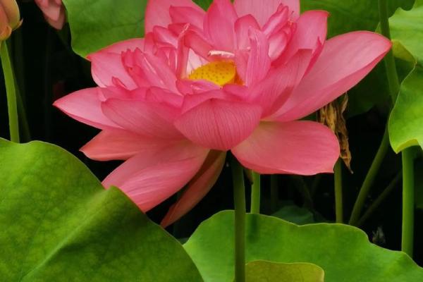 暗香浮动打一生肖(暗香浮动的意思) 暗香浮动打一生肖(暗香浮动的意思)