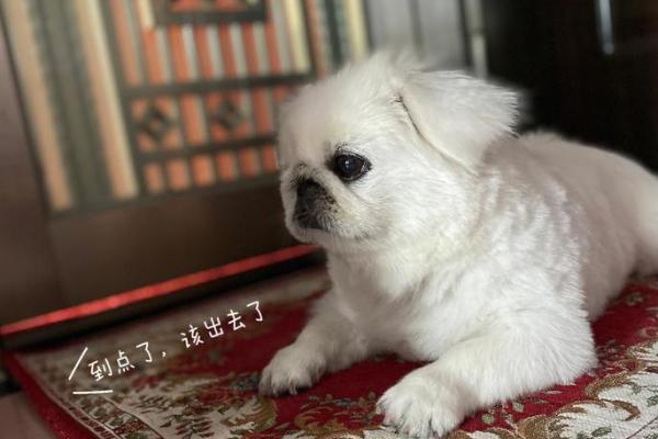 望穿秋水猜一生肖(望穿秋水打一生肖动物)