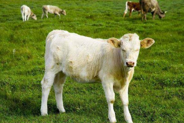 恸哭流涕指什么生肖(恸哭流涕指什么生肖和动物)