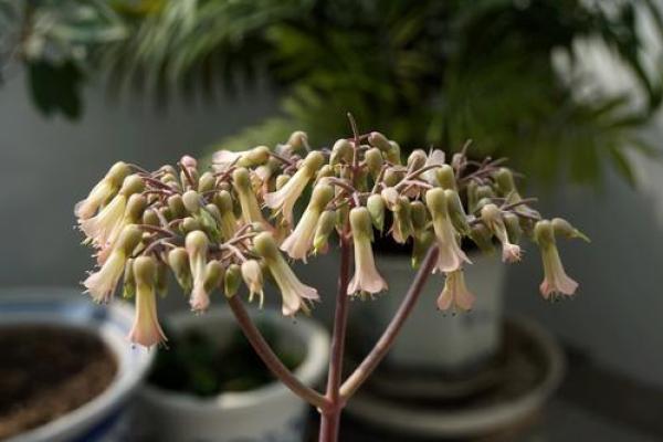 落地生根是什么生肖(落地生根是什么生肖动物)