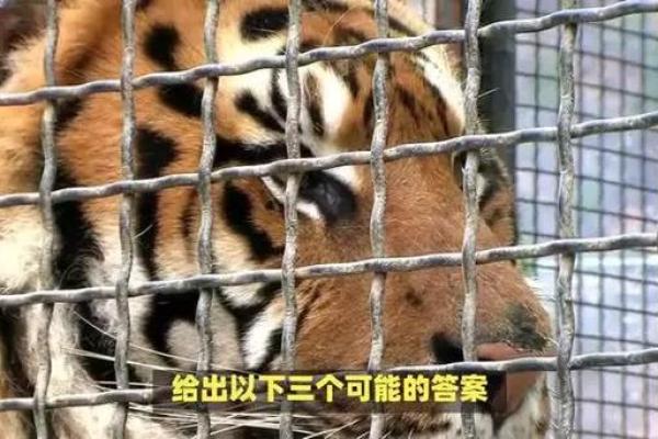 偷天换日好本领是什么生肖(偷天换日指的是什么生肖) 偷天换日好本领是什么生肖(偷天换日指的是什么生肖)