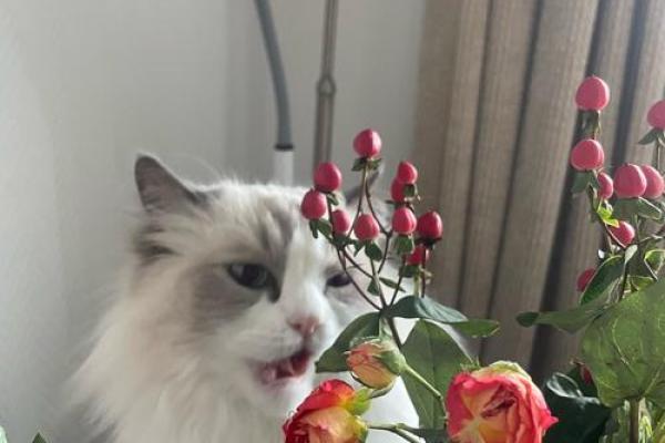 采花大盗是指什么生肖(采花大盗指什么生肖动物和动物) 采花大盗是指什么生肖(采花大盗指什么生肖动物和动物)