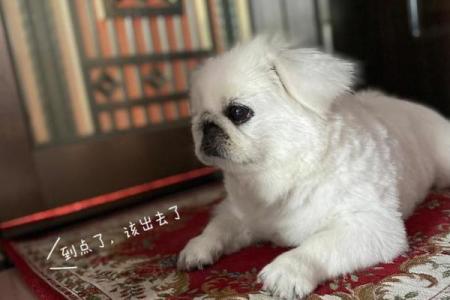 望穿秋水猜一生肖(望穿秋水打一生肖动物)