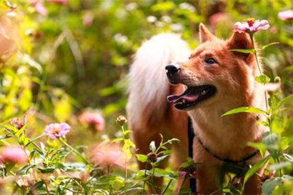 94年狗女25年结婚好日子