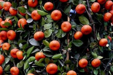 绿树红果丰收期是什么生肖(绿树红果丰收是什么生肖)