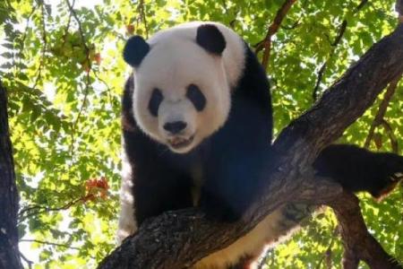 如履平地是什么生肖(如履平地是什么生肖动物)