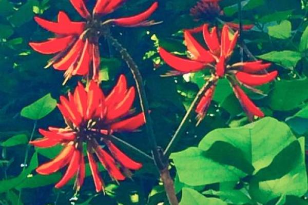 红花柳绿四季春是什么生肖(红花柳绿四季春是什么生肖的动物)