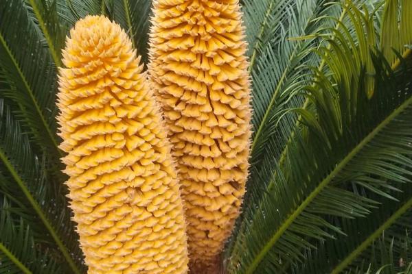 铁树开花是什么生肖啊(铁树开花上一句是什么)