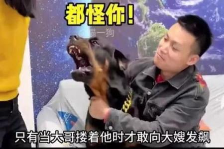 狗仗人势打一个生肖(狗仗人势打一个生肖数字)