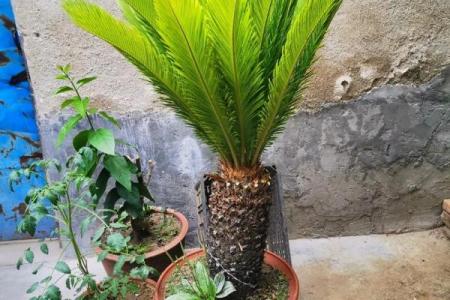 铁树开花是什么生肖啊(铁树开花上一句是什么)