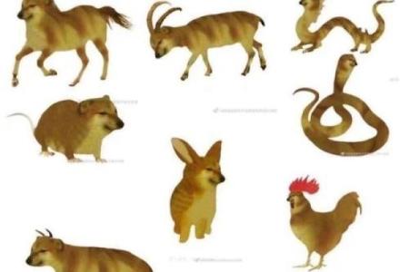 万里挑一是什么生肖(万里挑一打一成语)