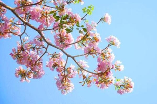 忌动土可以种花吗(忌动土种花算动土吗)