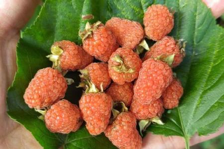 漫山遍野是什么生肖(漫山遍野是什么生肖地动山摇的动物)