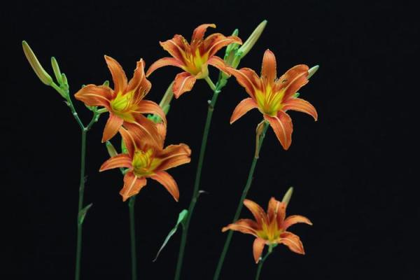 黄花女儿解一生肖(黄花女儿的意思)