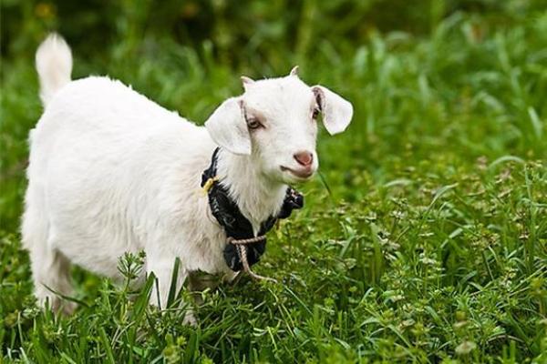 91年属羊未来十年运势_1991年属羊34岁有情劫 91年属羊未来十年运势_1991年属羊34岁有情劫