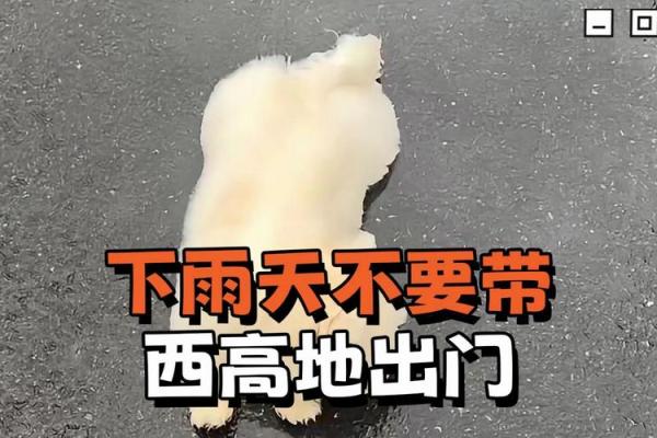 下雨天动土好不好