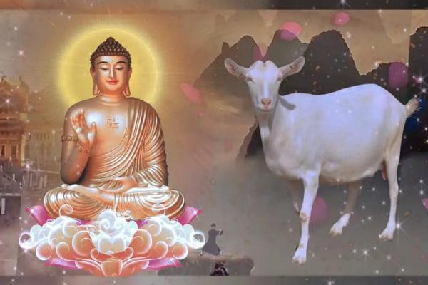 属羊人2025年背叛家庭 1979属羊46岁以后运气 属羊人2025年背叛家庭 1979属羊46岁以后运气