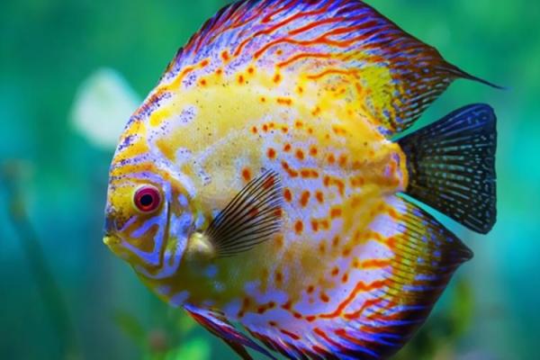 火烧眉毛代表什么生肖(火烧眉毛的动物打一生肖)