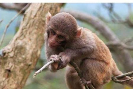 得天独厚的生肖(得天独厚的生肖是什么动物)