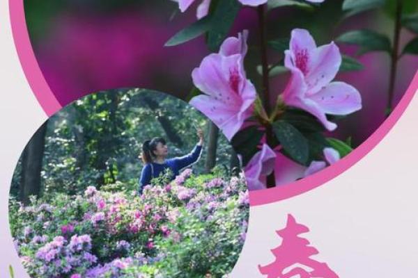 一树一春满山绿打一生肖(一树一春打一个数字)