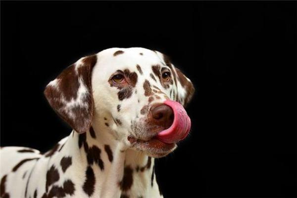 梦见狗是什么意思