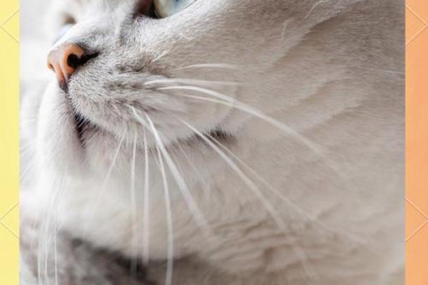 梦到猫是什么征兆 女性