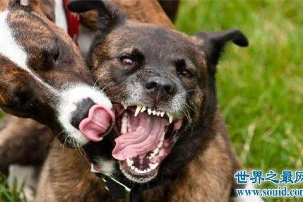 梦见狗咬我是什么意思 梦见狗咬我是什么意思