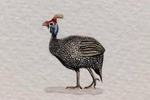 红光满面打一正确生肖(红光满面打一正确生肖动物)