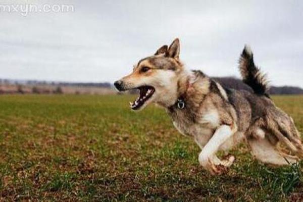 女人梦见狗追咬是吉兆 女人梦见狗追咬是吉兆