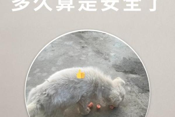 做梦梦到狗咬自己是什么预兆 做梦梦到狗咬自己是什么预兆