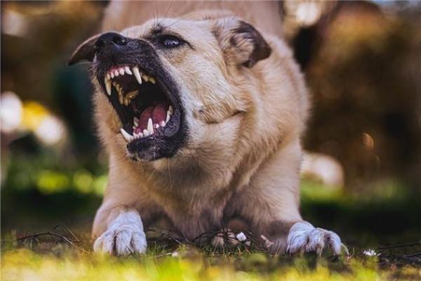 女人梦见狗咬自己是吉兆 女人梦见狗咬自己是吉兆