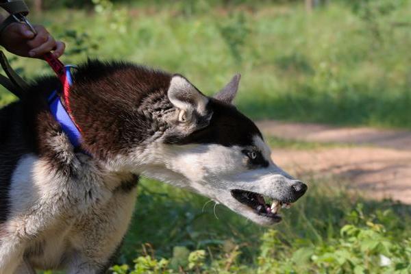 女人梦见狗咬自己是吉兆 女人梦见狗咬自己是吉兆