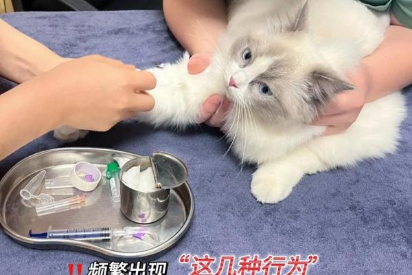 做梦被猫咬是什么征兆