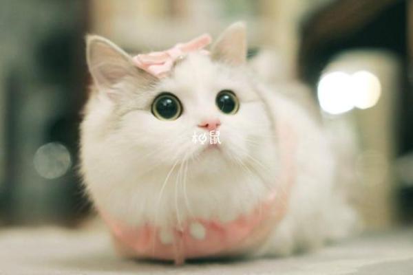 女人梦见猫是好事还是坏事 女人梦见猫是好事还是坏事