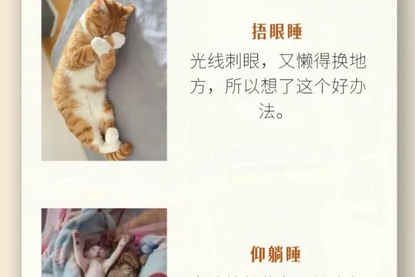 梦见猫什么意思 梦见猫什么意思