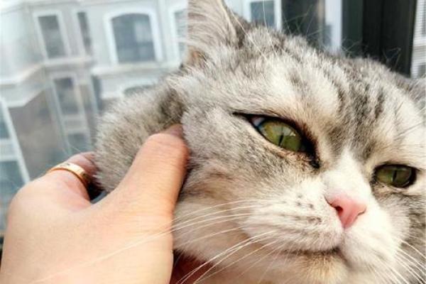 梦见被猫咬住不松口