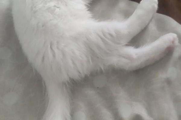 做梦梦见猫是什么征兆 做梦梦见猫是什么征兆