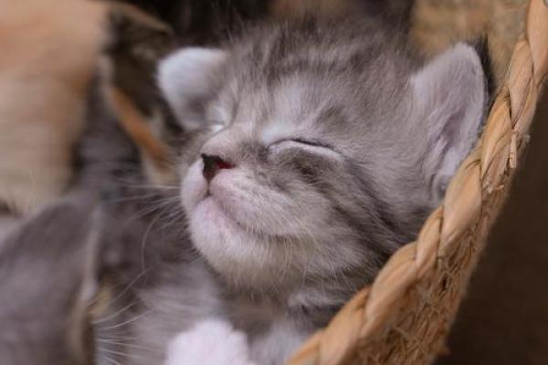 梦见小猫是什么意思 梦见小猫是什么意思