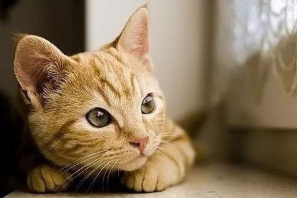 梦见猫是什么预兆 女性