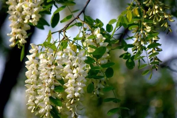 四月二十五可以动土吗请问