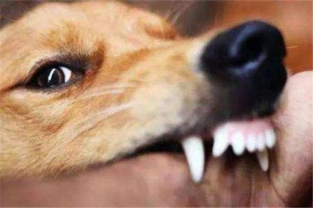 男人梦见狗咬是吉兆