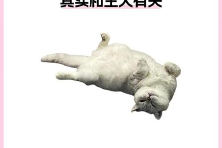 梦见猫什么意思