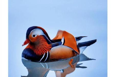 鸳鸯戏水打一个生肖(鸳鸯戏水指什么)