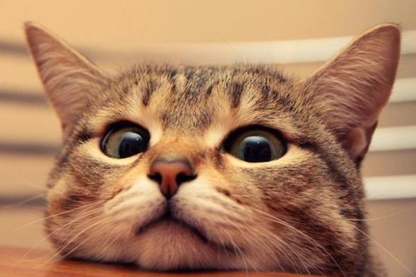 做梦梦到猫是什么意思 做梦梦到猫是什么意思